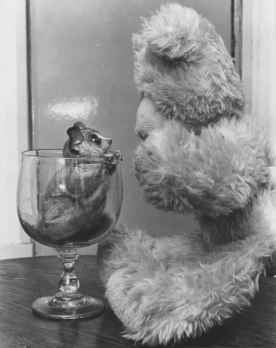 Framed Print : Rodent sits in a glass and looks at a stuffed animal Framed Print : Rodent sits in a glass and looks at a stuffed animal