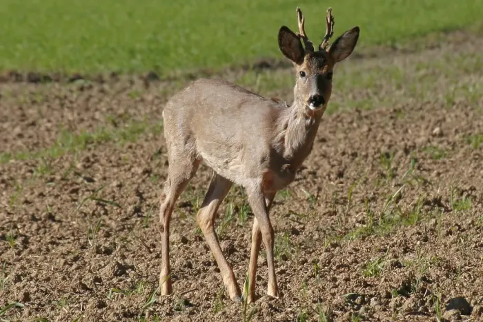 Framed Print : Roe buck on a grain field