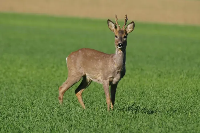 Framed Print : Roe buck on a grain field Framed Print : Roe buck on a grain field