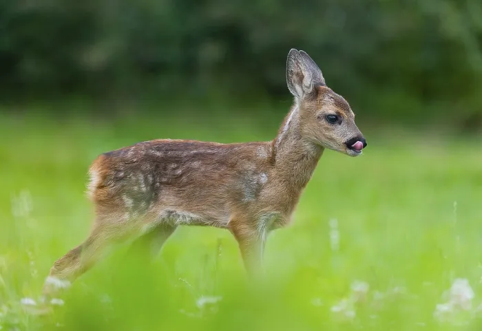 Framed Print : Roe deer (Capreolus capreolus)