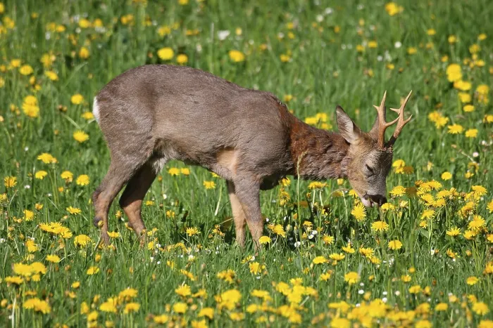 Framed Print : Roe deer (Capreolus capreolus)