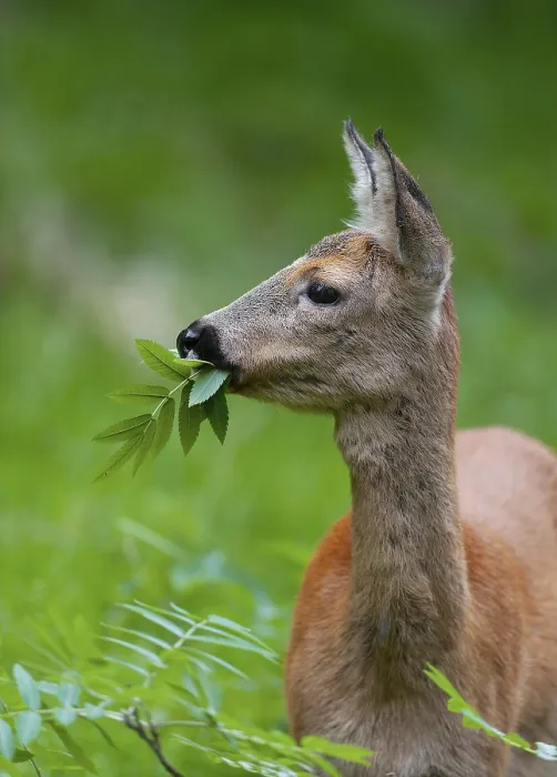Framed Print : Roe deer (Capreolus capreolus)