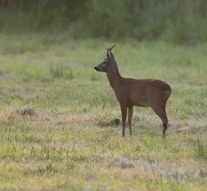 Framed Print : Roe deer (Capreolus capreolus) Framed Print : Roe deer (Capreolus capreolus)