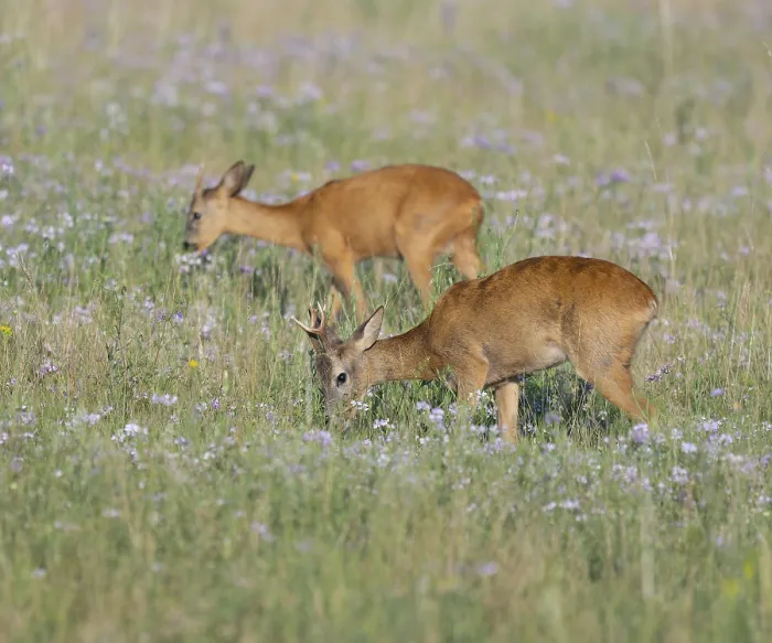 Framed Print : Roe deer (Capreolus capreolus)