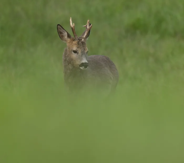 Framed Print : Roe deer (Capreolus capreolus) Framed Print : Roe deer (Capreolus capreolus)