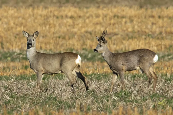 Framed Print : Roe deer (Capreolus capreolus)