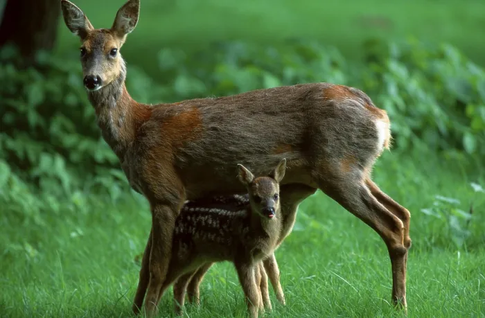 Framed Print : Roe Deer (Capreolus capreolus) Framed Print : Roe Deer (Capreolus capreolus)