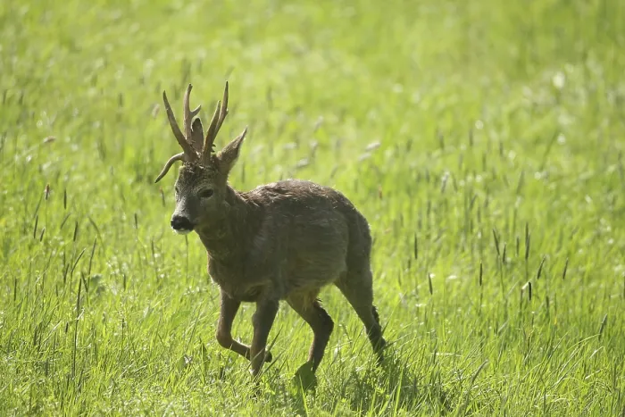 Framed Print : Roe deer (Capreolus capreolus) Buck with abnormal antlers moves through meadow Framed Print : Roe deer (Capreolus capreolus) Buck with abnormal antlers moves through meadow