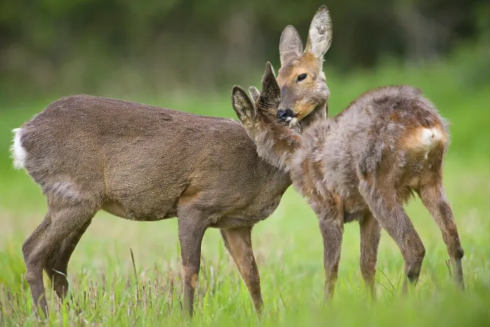 Framed Print : Roe Deer (Capreolus capreolus) doe with young buck