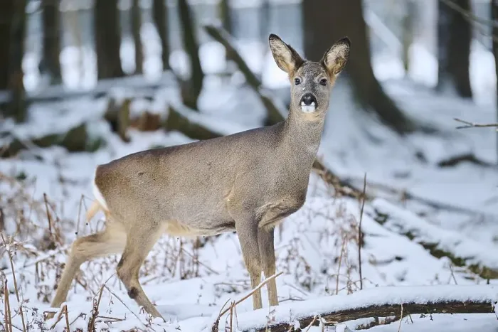 Framed Print : Roe deer (Capreolus capreolus) in a forest in winter