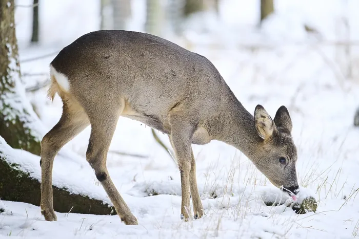 Framed Print : Roe deer (Capreolus capreolus) in a forest in winter