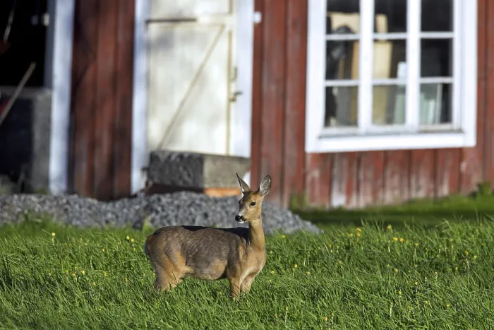 Framed Print : Roe deer (Capreolus capreolus) in meadow near farmhouse Framed Print : Roe deer (Capreolus capreolus) in meadow near farmhouse