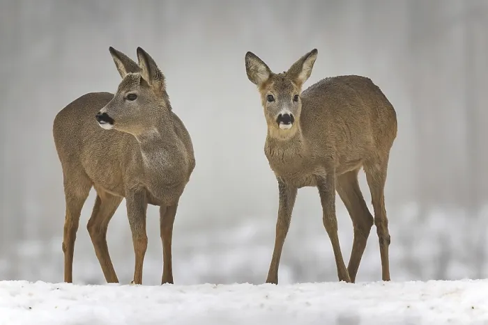 Framed Print : Roe deer (Capreolus capreolus) winter coat Framed Print : Roe deer (Capreolus capreolus) winter coat