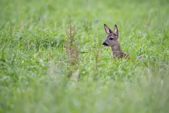 Framed Print : Roe deer, fawn (Capreolus capreolus) Framed Print : Roe deer, fawn (Capreolus capreolus)