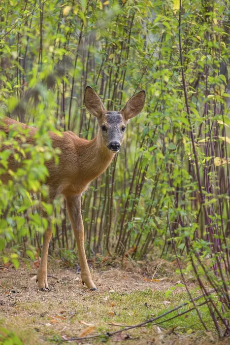 Framed Print : A roe deer fawn (Capreolus capreolus) stands in a nettle thicket