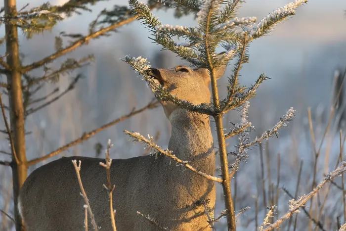 Framed Print : Roe deer between fir trees with hoar frost on the ground at minus 15 °C