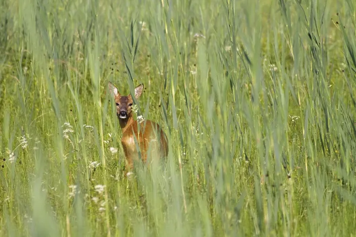 Framed Print : Roe deer in meadow (Capreolus capreolus)