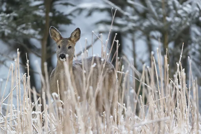 Framed Print : Roe deer standing in hoar frosted dead stinging nettle at minus 15 °C at sunrise