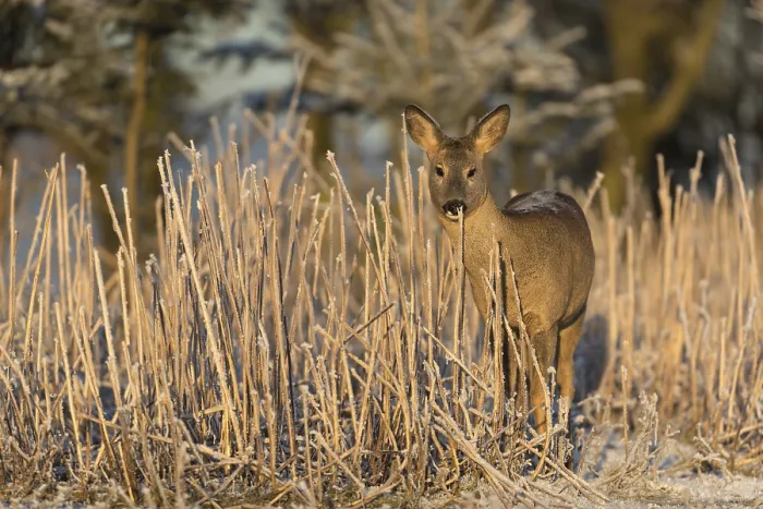 Framed Print : Roe deer standing in hoar frosted dead stinging nettle at minus 15 °C at sunrise