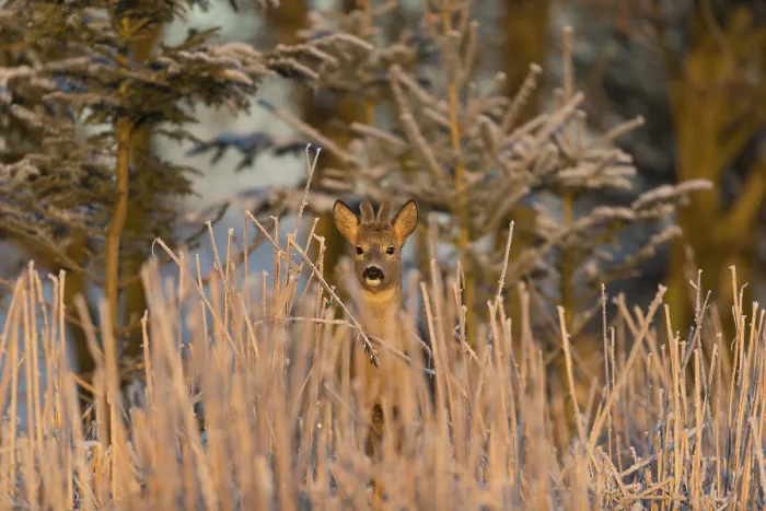 Framed Print : Roe deer standing in hoar frosted dead stinging nettle at minus 15 °C at sunrise