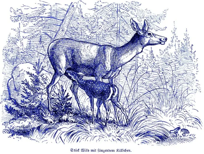 Framed Print : Roe deer with suckling calf, Hubertus hunting and hunting scenes