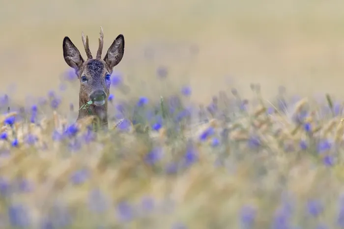 Framed Print : A roebuck (Capreolus capreolus) peers attentively out of a barley field with flowering cornflowers (Centaurea cyanus) Framed Print : A roebuck (Capreolus capreolus) peers attentively out of a barley field with flowering cornflowers (Centaurea cyanus)