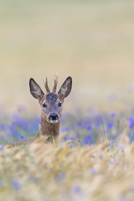 Framed Print : A roebuck (Capreolus capreolus) peers attentively out of a barley field with flowering cornflowers (Centaurea cyanus) Framed Print : A roebuck (Capreolus capreolus) peers attentively out of a barley field with flowering cornflowers (Centaurea cyanus)