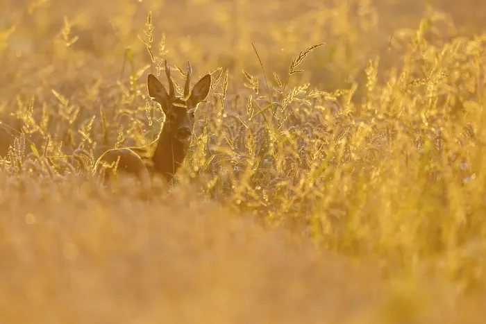 Framed Print : Roebuck (Capreolus capreolus) in the evening light Framed Print : Roebuck (Capreolus capreolus) in the evening light