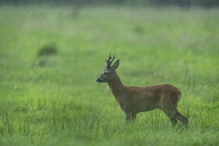 Framed Print : Roebuck (Capreolus capreolus) in the rain in a meadow