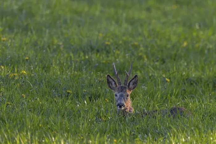 Framed Print : A roebuck (Capreolus capreolus) resting in a meadow