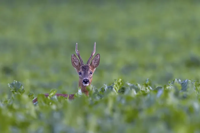 Framed Print : Roebuck (Capreolus capreolus) in a sugar beet field