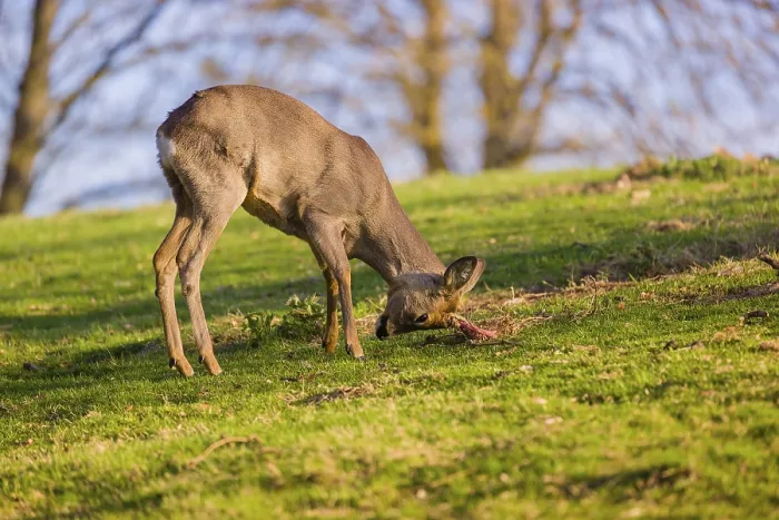 Framed Print : A roebuck (Capreolus capreolus) sweeps his antlers on the ground Framed Print : A roebuck (Capreolus capreolus) sweeps his antlers on the ground