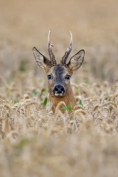 Framed Print : Roebuck (Capreolus capreolus) in wheat Framed Print : Roebuck (Capreolus capreolus) in wheat