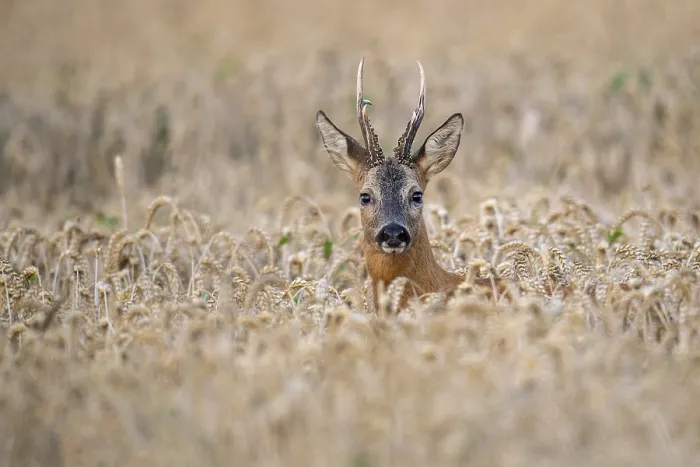 Framed Print : Roebuck (Capreolus capreolus) in wheat Framed Print : Roebuck (Capreolus capreolus) in wheat
