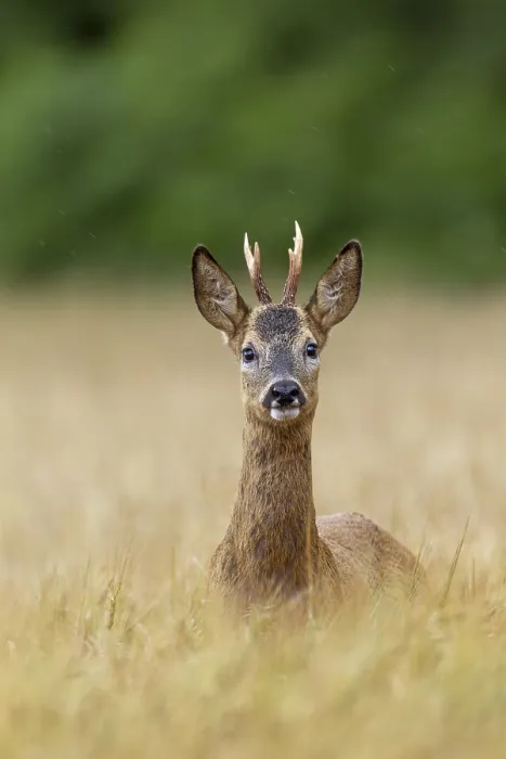 Framed Print : Roebuck (Capreolus capreolus) yearling in a field Framed Print : Roebuck (Capreolus capreolus) yearling in a field