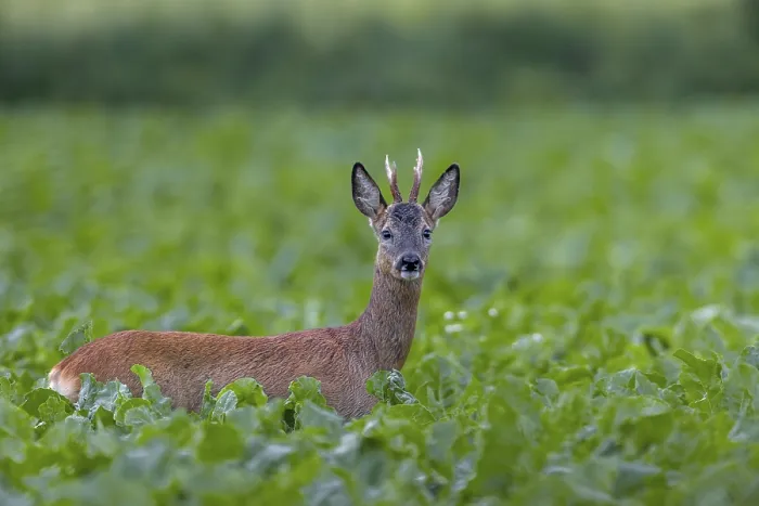 Framed Print : Roebuck (Capreolus capreolus) yearling in a sugar beet field