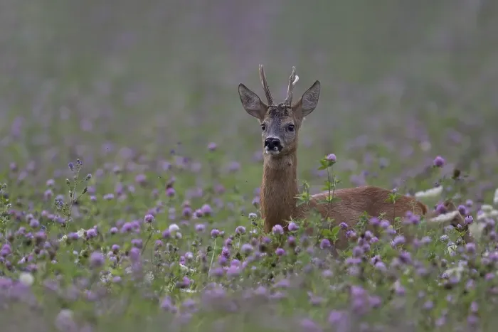 Framed Print : Roebuck in the clover field, Wittlich