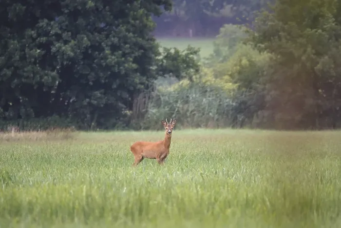 Framed Print : Roebuck in a field, summer, Germany Framed Print : Roebuck in a field, summer, Germany