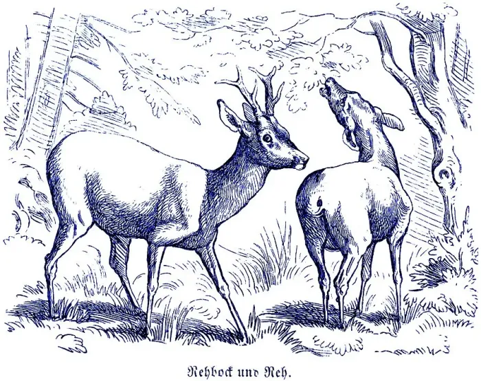Framed Print : Roebuck and roe deer, Hubertus hunting and hunting scenes Framed Print : Roebuck and roe deer, Hubertus hunting and hunting scenes