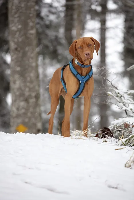 Framed Print : RoevidszOErU Magyar Vizsla, Hungarian short-haired pointing dog