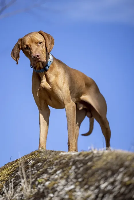 Framed Print : RoevidszOErU Magyar Vizsla, Hungarian short-haired pointing dog