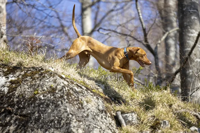 Framed Print : RoevidszOErU Magyar Vizsla, Hungarian short-haired pointing dog Framed Print : RoevidszOErU Magyar Vizsla, Hungarian short-haired pointing dog
