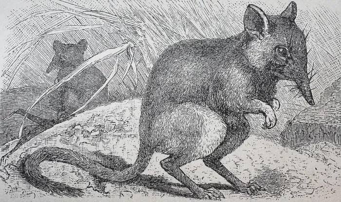 Framed Print : Rohrruessler, Macroscelides flavicaudatus