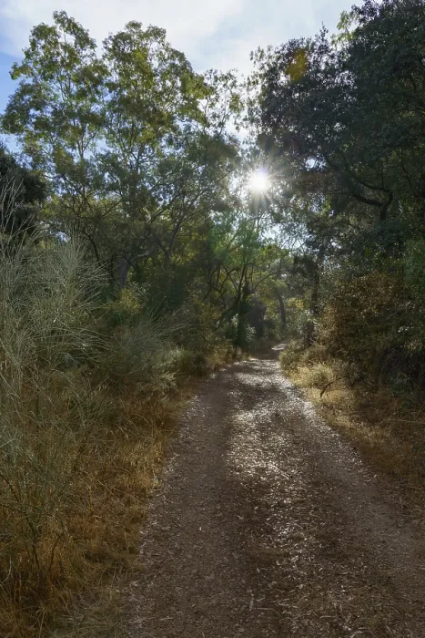 Framed Print : Ronda, malaga, spain Hiking trail winding through a lush forest
