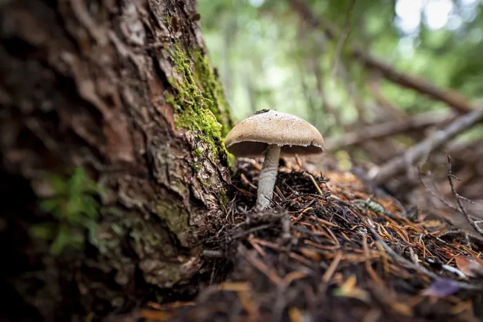 Framed Print : Roof fungi (Pluteus), on forest floor