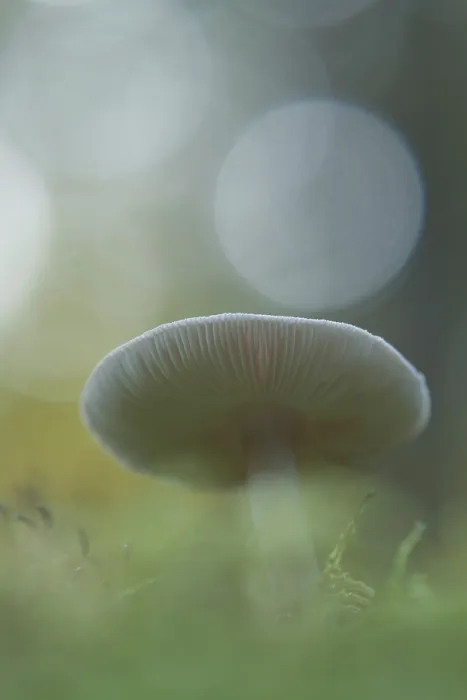 Framed Print : Roof fungus (Pluteus cervinus)