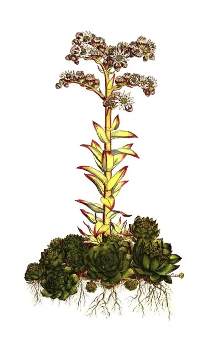 Framed Print : Rooftop houseleek, common houseleek (Sempervivum tectorum) Framed Print : Rooftop houseleek, common houseleek (Sempervivum tectorum)