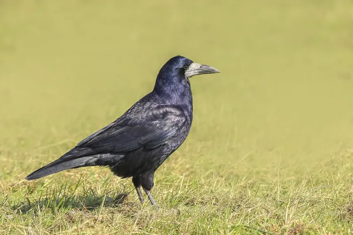 Framed Print : Rook (Corvus frugilegus), adult bird