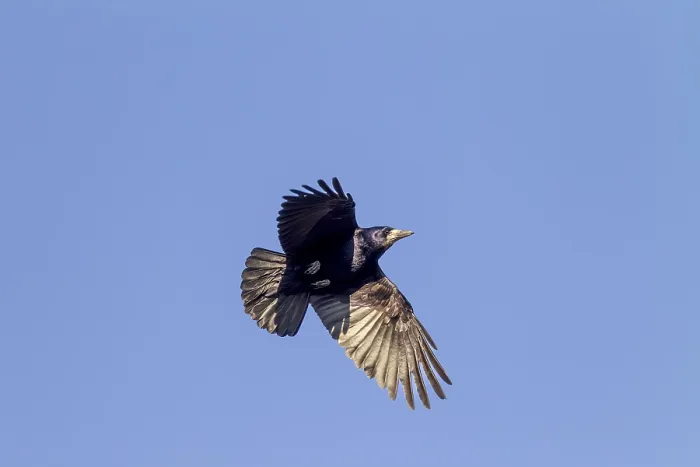 Framed Print : Rook (Corvus frugilegus) approaching the nest