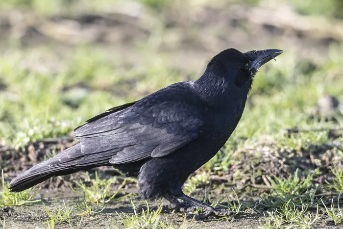 Framed Print : Rook (Corvus frugilegus), Emsland